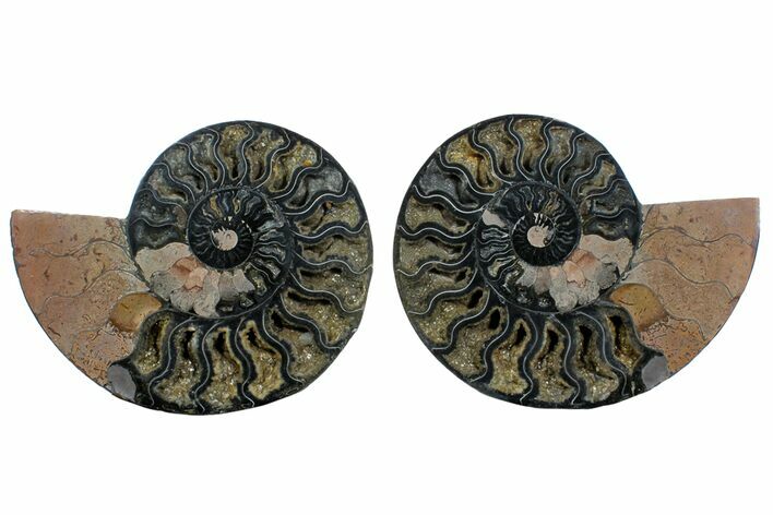Cut/Polished Ammonite Fossil - Unusual Black Color #169699